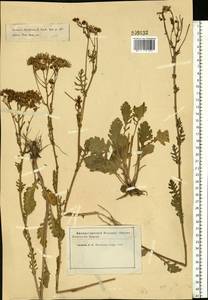 Jacobaea vulgaris subsp. vulgaris, Eastern Europe, Moscow region (E4a) (Russia)