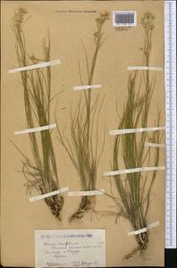 Eremogone longifolia (M. Bieb.) Fenzl, Middle Asia, Caspian Ustyurt & Northern Aralia (M8) (Kazakhstan)