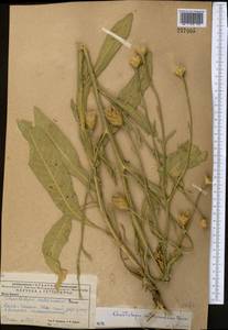Centaurea glastifolia subsp. intermedia (Boiss.) L. Martins, Middle Asia, Caspian Ustyurt & Northern Aralia (M8) (Kazakhstan)