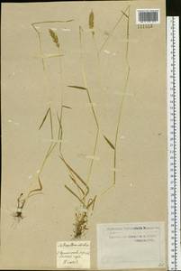 Anthoxanthum odoratum L., Siberia, Western Siberia (S1) (Russia)