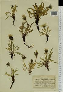 Crepis chrysantha subsp. chrysantha, Siberia, Baikal & Transbaikal region (S4) (Russia)