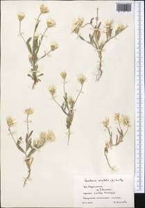 Chardinia orientalis (L.) Kuntze, Middle Asia, Kopet Dag, Badkhyz, Small & Great Balkhan (M1) (Turkmenistan)
