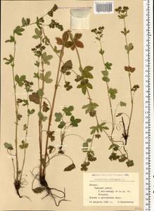 Potentilla norvegica L., Eastern Europe, Latvia (E2b) (Latvia)