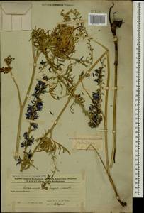 Delphinium freynii Conrath, Caucasus, Azerbaijan (K6) (Azerbaijan)