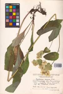 Bupleurum aureum Fisch., Eastern Europe, Eastern region (E10) (Russia)