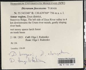 Dicranum fuscescens Turner, Bryophytes, Bryophytes - Russian Far East (excl. Chukotka & Kamchatka) (B20) (Russia)