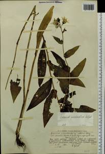 Hieracium pseuderectum Schljakov, Eastern Europe, Northern region (E1) (Russia)