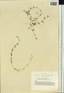 Galium uliginosum L., Siberia, Altai & Sayany Mountains (S2) (Russia)