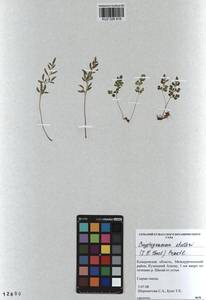 Cryptogramma stelleri (S. G. Gmel.) Prantl, Siberia, Altai & Sayany Mountains (S2) (Russia)