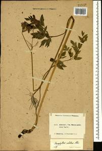 Chaerophyllum rubellum Albov, Caucasus, Krasnodar Krai & Adygea (K1a) (Russia)