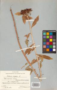 Phedimus aizoon (L.) 't Hart, Siberia, Russian Far East (S6) (Russia)