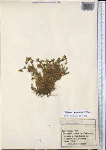 Dichodon cerastoides (L.) Rchb., Middle Asia, Northern & Central Tian Shan (M4) (Kyrgyzstan)