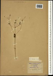 Anthriscus cerefolium (L.) Hoffm., Caucasus, Krasnodar Krai & Adygea (K1a) (Russia)