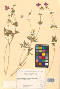 Geranium soboliferum Kom., Siberia, Russian Far East (S6) (Russia)