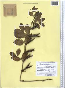 Vicia narbonensis L., Caucasus, Krasnodar Krai & Adygea (K1a) (Russia)