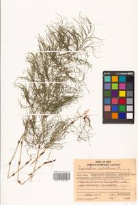 Equisetum sylvaticum L., Siberia, Chukotka & Kamchatka (S7) (Russia)