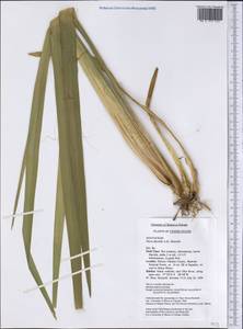 Yucca flaccida Haw., America (AMER) (United States)
