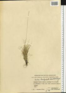 Festuca brachyphylla Schult. & Schult.f., Siberia, Yakutia (S5) (Russia)