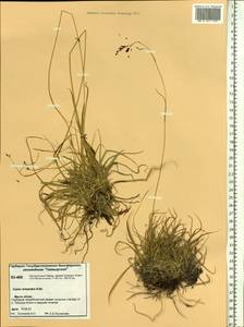 Carex fuliginosa Schkuhr, Siberia, Central Siberia (S3) (Russia)