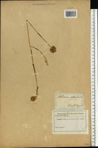 Allium rotundum L., Eastern Europe, South Ukrainian region (E12) (Ukraine)