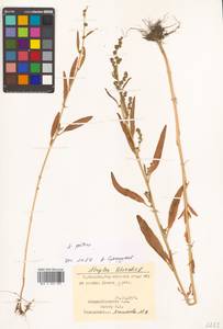 Atriplex patens (Litv.) Iljin, Siberia, Russian Far East (S6) (Russia)