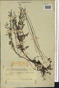Poterium sanguisorba subsp. polygamum (Waldst. & Kit.) Asch. & Graebn., Caucasus, Azerbaijan (K6) (Azerbaijan)