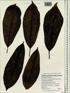 Heptapleurum subintegrum (Craib) G. M. Plunkett & Lowry, South Asia, South Asia (Asia outside ex-Soviet states and Mongolia) (ASIA) (Vietnam)