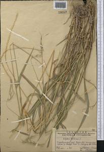 Elymus sibiricus L., Middle Asia, Pamir & Pamiro-Alai (M2) (Tajikistan)