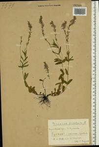 Veronica prostrata L., Eastern Europe, North Ukrainian region (E11) (Ukraine)