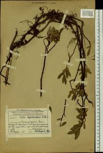 Salix saposhnikovii A.K.Skvortsov, Siberia, Altai & Sayany Mountains (S2) (Russia)