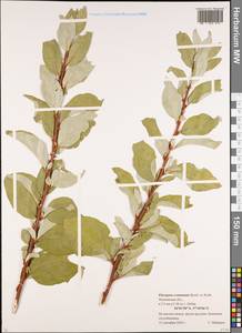 Elaeagnus commutata Bernh. ex Rydb., Eastern Europe, Moscow region (E4a) (Russia)