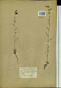 Campanula sibirica L., Siberia, Central Siberia (S3) (Russia)