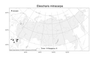 Eleocharis mitracarpa Steud., Atlas of the Russian Flora (FLORUS) (Russia)