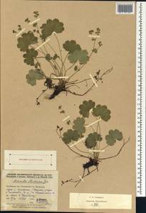 Alchemilla strictissima Juz., Eastern Europe, Eastern region (E10) (Russia)