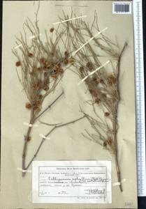 Calligonum aphyllum (Pall.) Gürke, Middle Asia, Muyunkumy, Balkhash & Betpak-Dala (M9) (Kazakhstan)