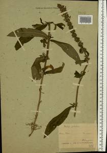 Stachys palustris L., Eastern Europe, Belarus (E3a) (Belarus)