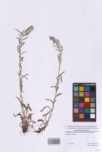 Omalotheca sylvatica (L.) Sch.Bip. & F.W.Schultz, Eastern Europe, Moscow region (E4a) (Russia)