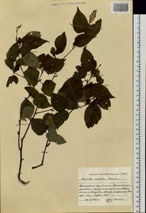 Betula costata Trautv., Siberia, Russian Far East (S6) (Russia)