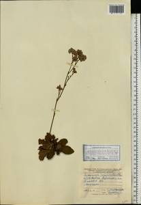 Limonium tomentellum (Boiss.) Kuntze, Eastern Europe, Central forest-and-steppe region (E6) (Russia)