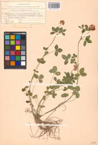 Trifolium hybridum L., Eastern Europe, Moscow region (E4a) (Russia)