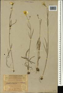 Ranunculus illyricus L., Caucasus, Azerbaijan (K6) (Azerbaijan)