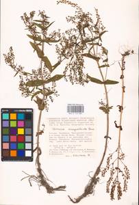 MHA 0 159 885, Veronica anagalloides Guss., Eastern Europe, Lower Volga region (E9) (Russia)