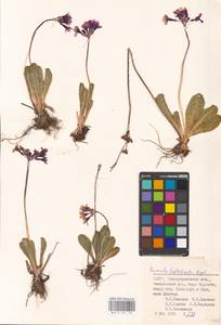 Primula fedtschenkoi Regel, Middle Asia, Pamir & Pamiro-Alai (M2) (Uzbekistan)