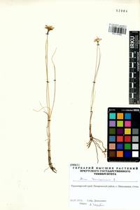 Allium tenuissimum L., Siberia, Central Siberia (S3) (Russia)