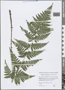 Dryopteris carthusiana (Vill.) H. P. Fuchs, Siberia, Baikal & Transbaikal region (S4) (Russia)