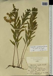 Euphorbia virgata Waldst. & Kit., Eastern Europe, Central region (E4) (Russia)