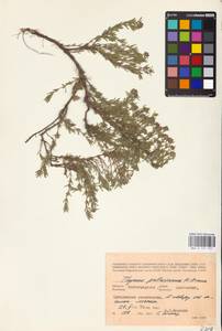 MHA 0 157 351, Thymus pallasianus Heinr.Braun, Eastern Europe, Lower Volga region (E9) (Russia)