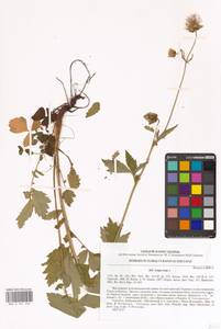 Geum rivale L., Eastern Europe, North Ukrainian region (E11) (Ukraine)