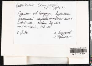 Lewinskya affinis (Brid.) F. Lara, Garilleti & Goffinet, Bryophytes, Bryophytes - Russian Far East (excl. Chukotka & Kamchatka) (B20) (Russia)