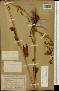 Hesperis sibirica L., Caucasus, Stavropol Krai, Karachay-Cherkessia & Kabardino-Balkaria (K1b) (Russia)